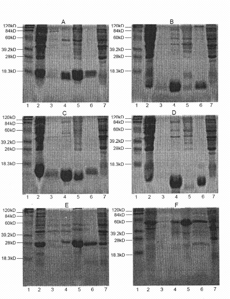 CD4 protein-resistant monoclonal antibody and active fragment and application thereof