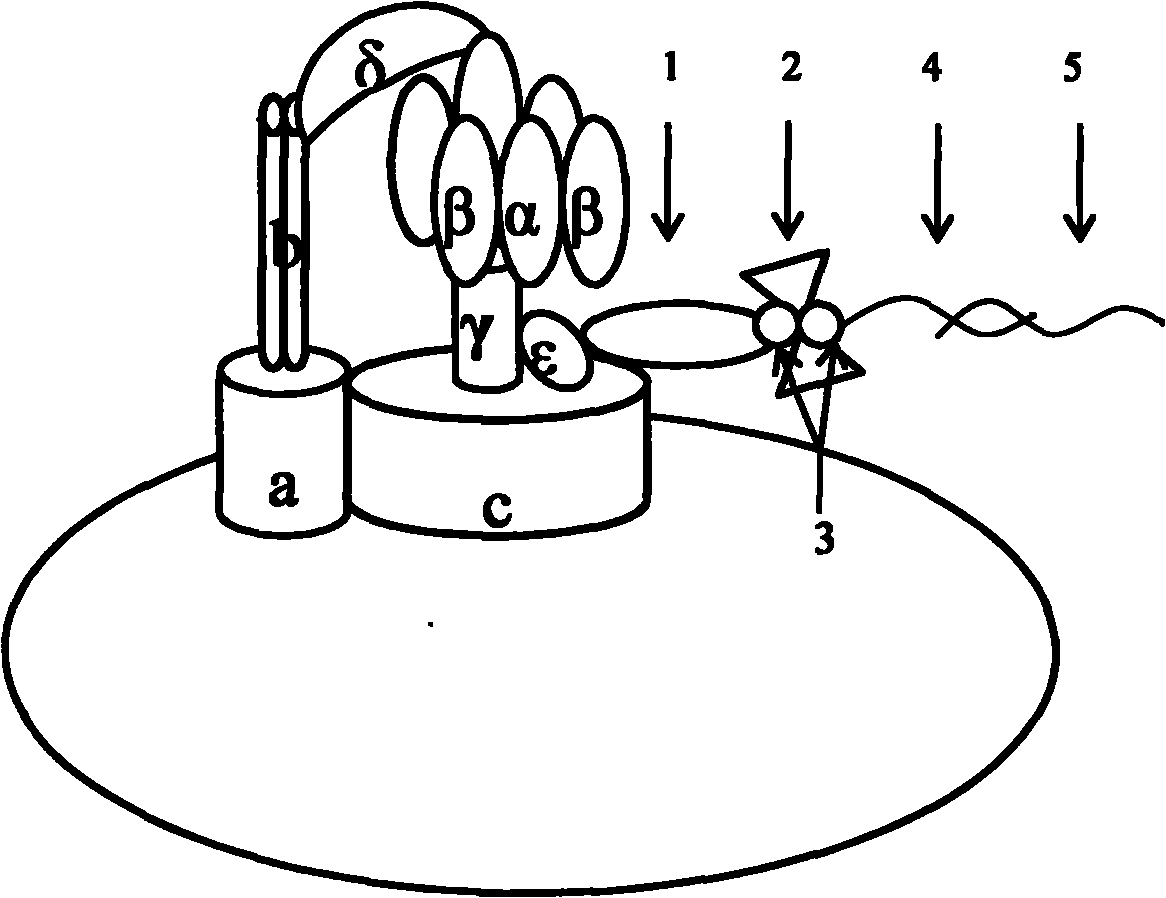 Molecular motor biosensor kit for detecting salmonella