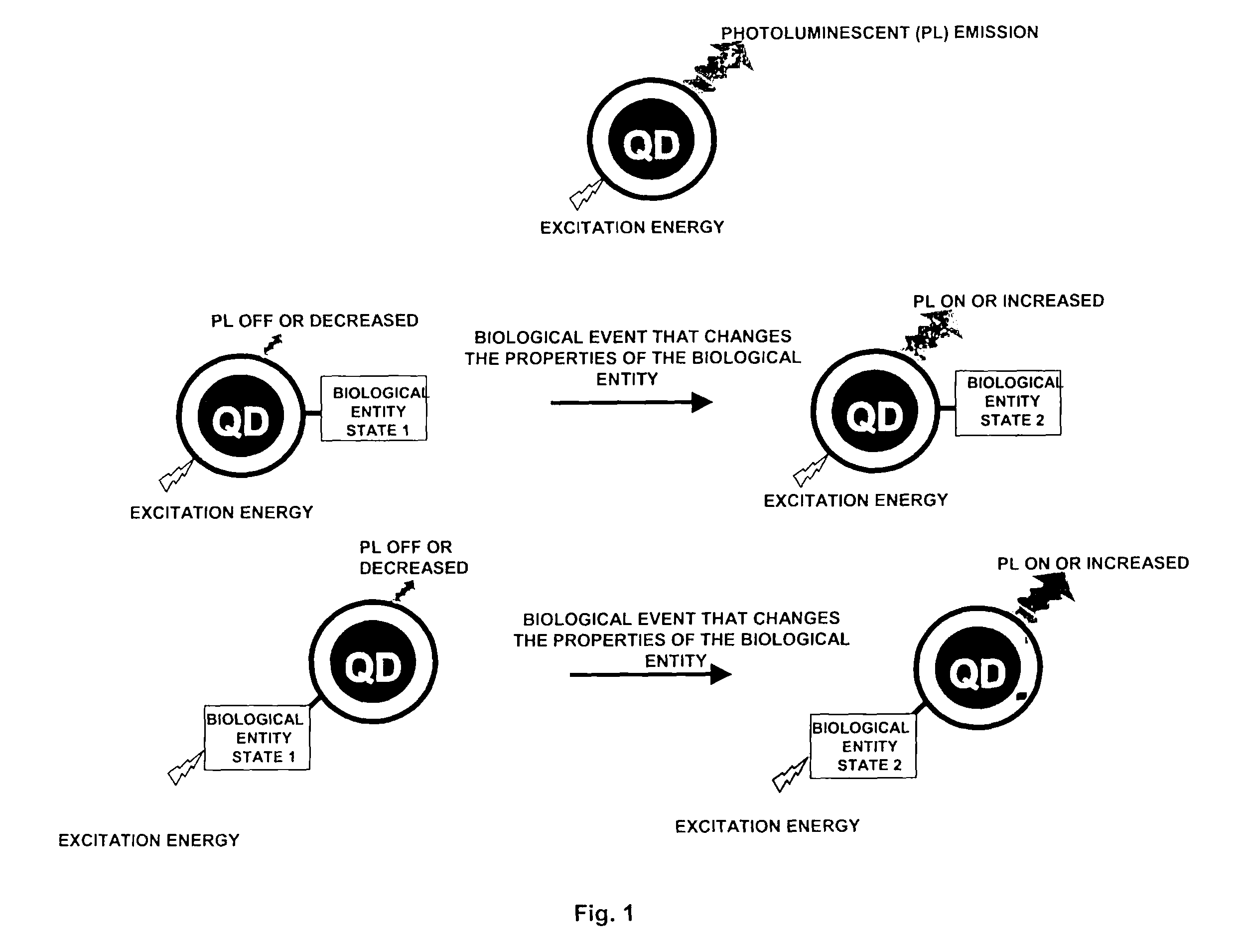 Method of controlling quantum dot photoluminescence and other intrinsic properties through biological specificity