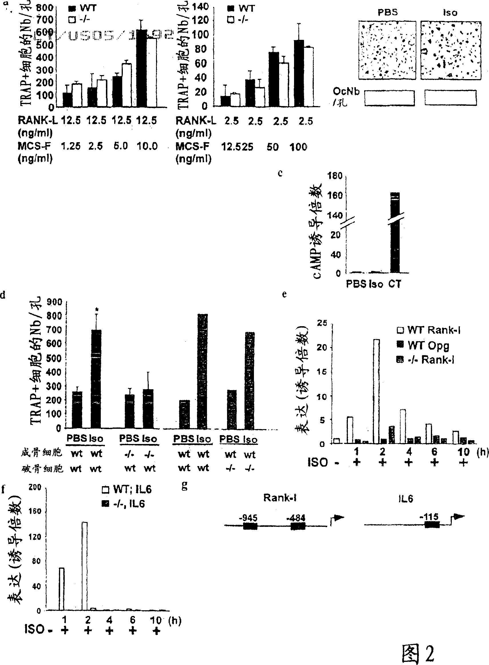 Compositions and methods for modulating bone mass