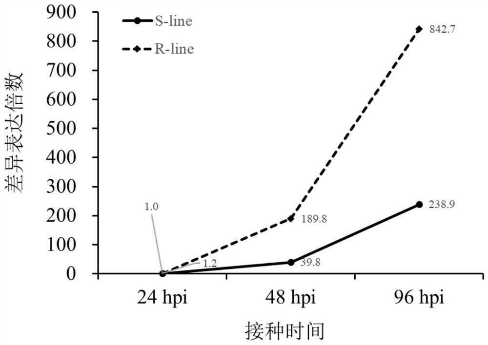 Rapeseed promoter pbngh induced by sclerotinia, identification method and application