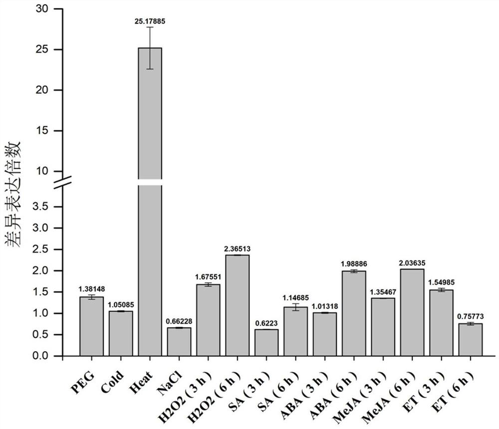 Rapeseed promoter pbngh induced by sclerotinia, identification method and application