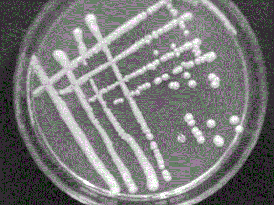 A kind of horse milk with hypolipidemic acid prepared by mixed fermentation of compound strains and preparation method thereof