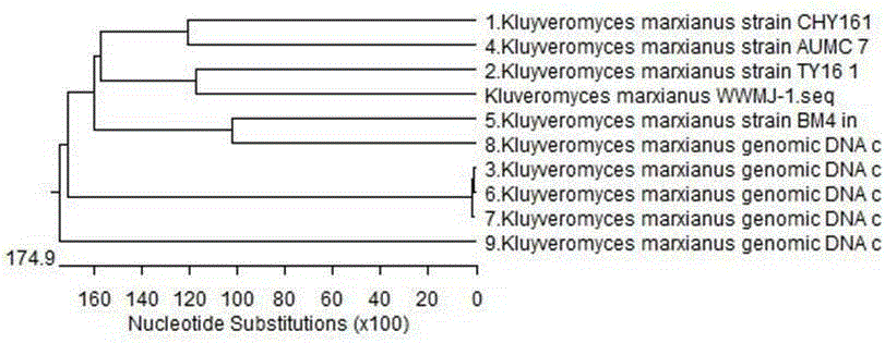 A kind of horse milk with hypolipidemic acid prepared by mixed fermentation of compound strains and preparation method thereof