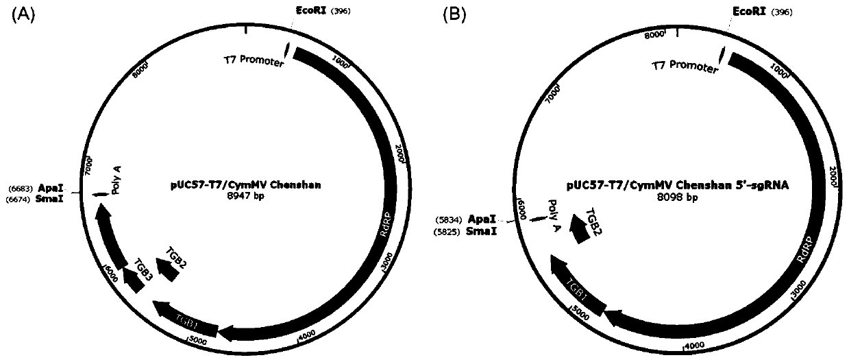 Cloning and transcription carrier construction of cymbidium mosaic virus strain