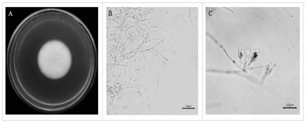 Verticillium lecanii LL-01 and biocontrol application thereof