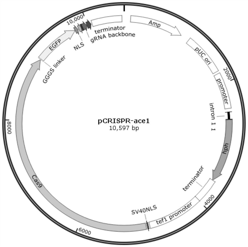 CRISPR/Cas gene editing system applied to trichoderma reesei