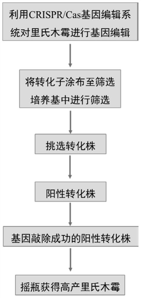 CRISPR/Cas gene editing system applied to trichoderma reesei