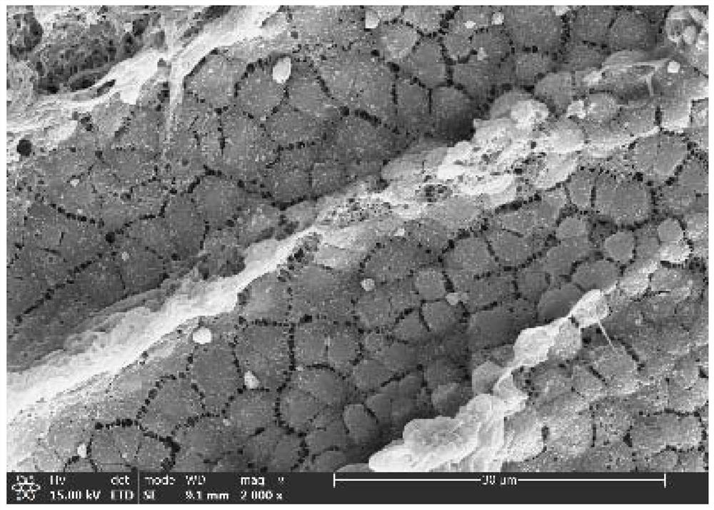 Super-hydrophilic composite membrane suitable for oil-water separation in severe environment and preparation method of super-hydrophilic composite membrane