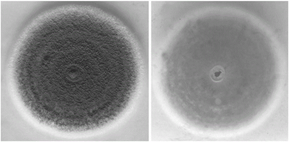 Aspergillus clavatus-32 strain capable of highly yielding Lovastatin and application of Aspergillus clavatus-32 strain