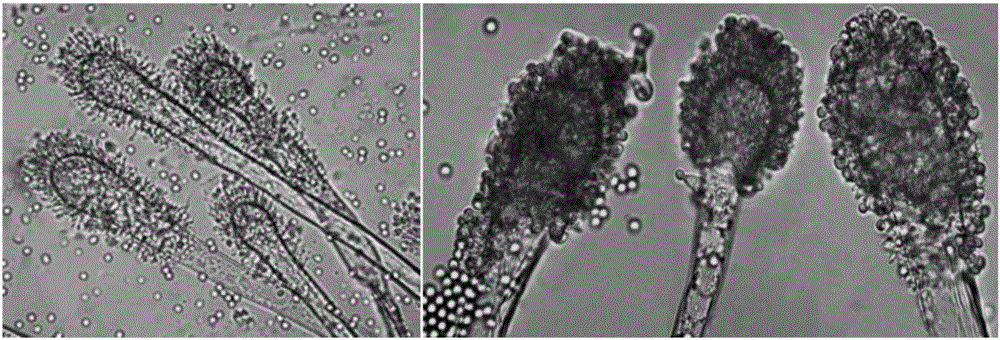 Aspergillus clavatus-32 strain capable of highly yielding Lovastatin and application of Aspergillus clavatus-32 strain