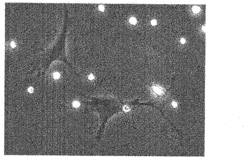 Method for extracting pulmonary mesenchymal stem cells