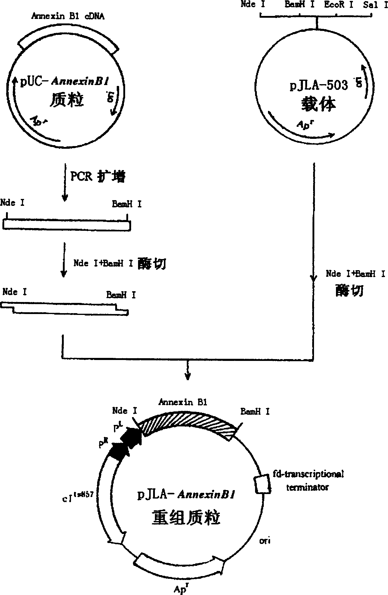 Kit for detecting apoptosis