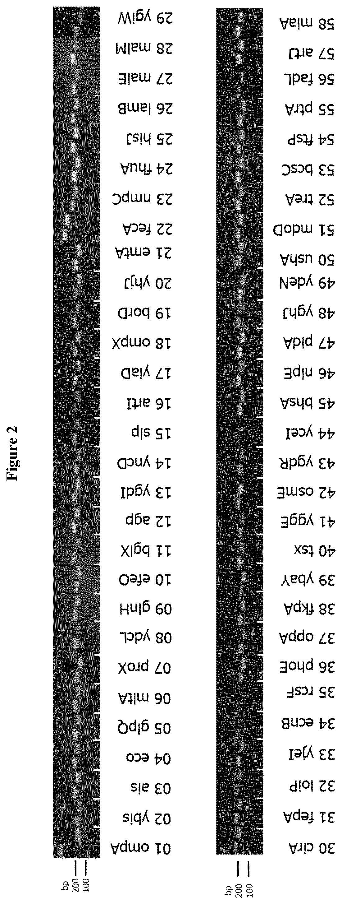 Method for the production of outer membrane vesicles and immunogenic compositions thereof