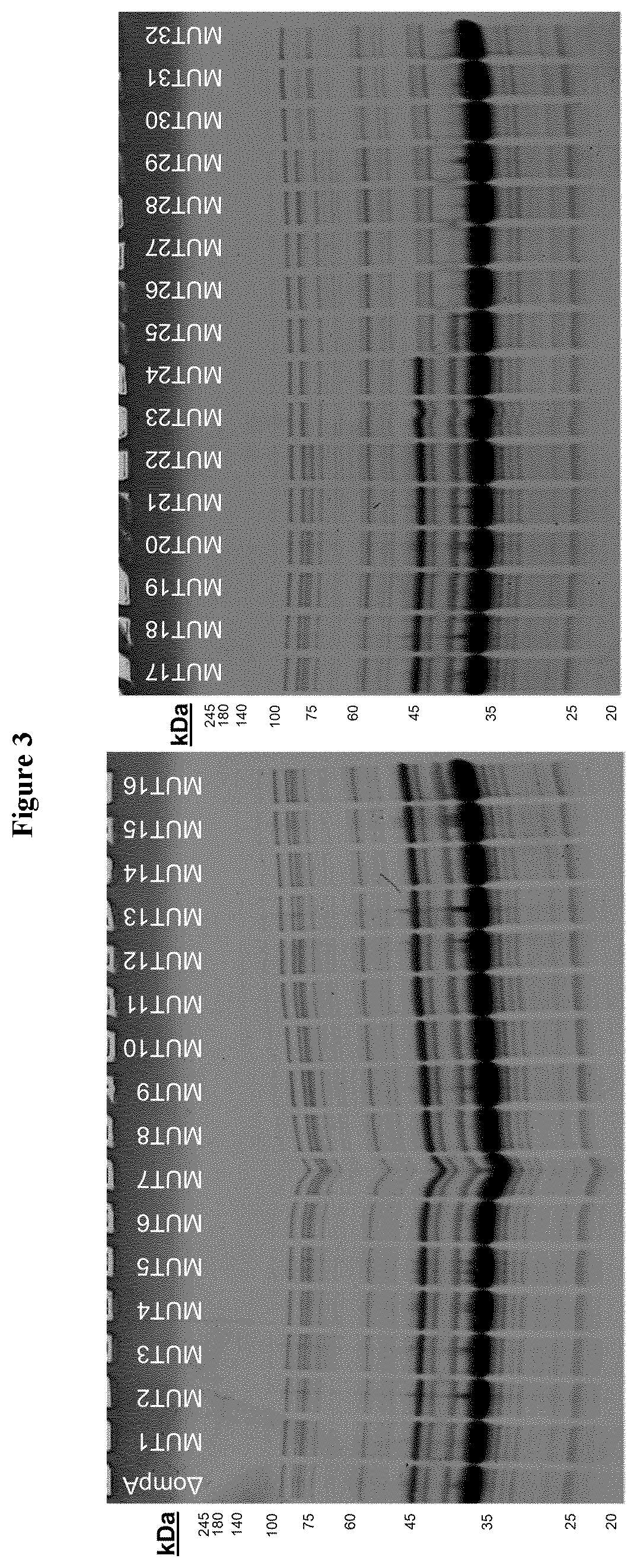 Method for the production of outer membrane vesicles and immunogenic compositions thereof