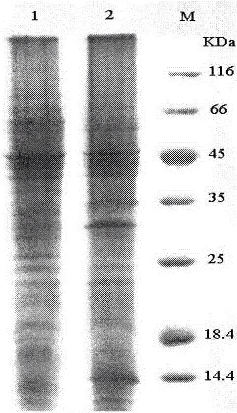 Increased production of 2,3-butanediol in bacillus amyloliquefaciens by enhancing the regeneration rate of the coenzyme cycle