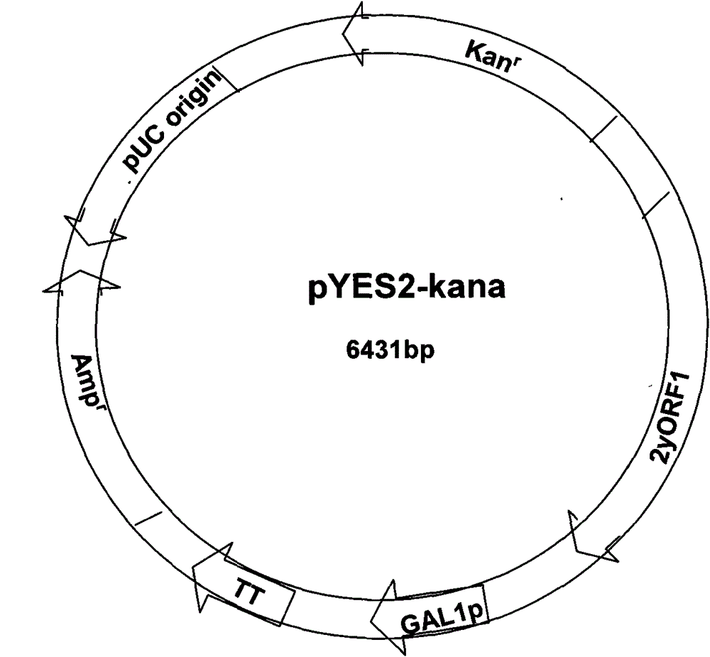 Construction method of plasmid taking yeast G418 as selective marker