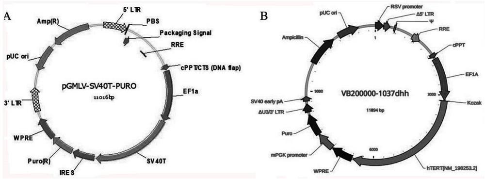 Immortalized yak rumen epithelial cell line and construction method thereof