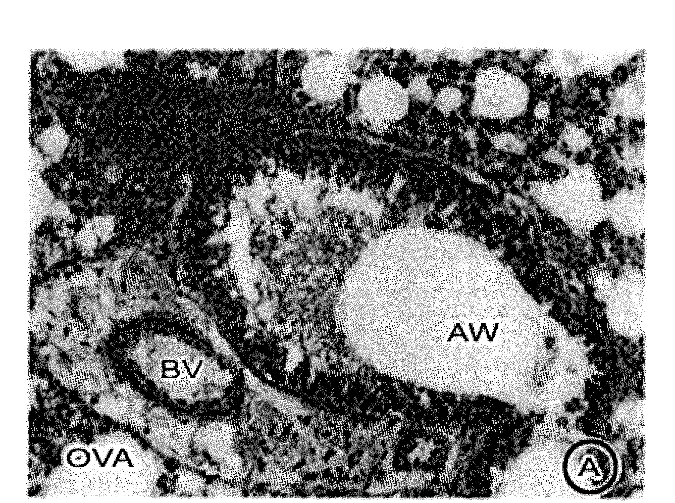 Small Peptides And Methods For Stabilizing The Cell Membrane Of An Immune Cell