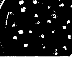 Method for rapidly establishing medium-sized Chinese pennisetum herb tissue culture regeneration system by taking seeds as explants