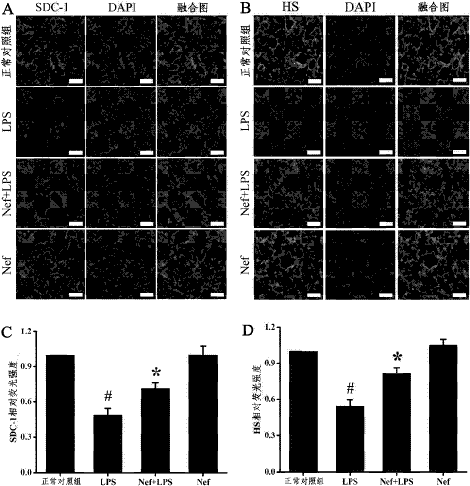 Application of neferine in preparation of drugs for preventing or treating acute respiratory distress syndrome