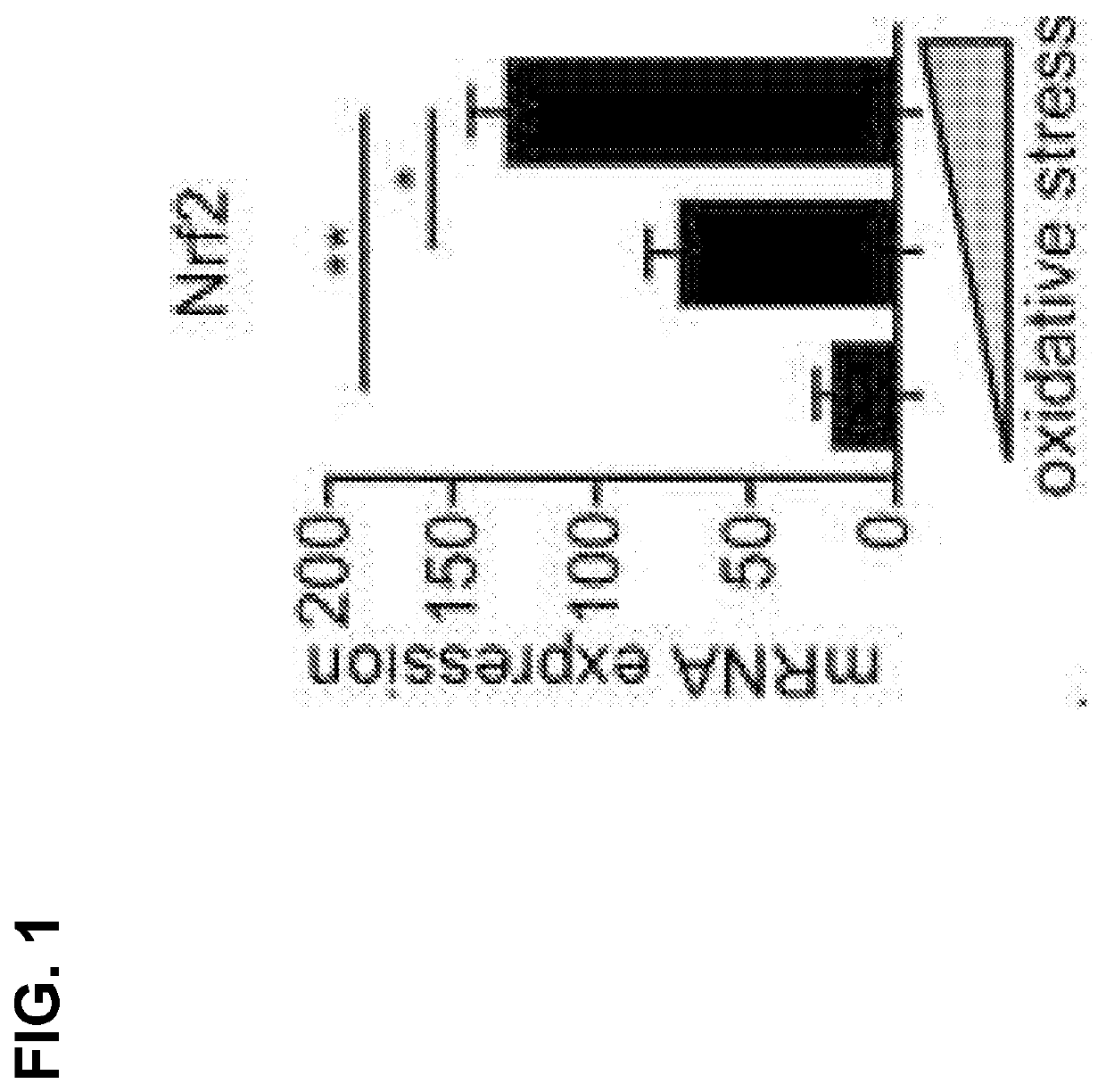 Nrf-2 deficient cells and uses thereof