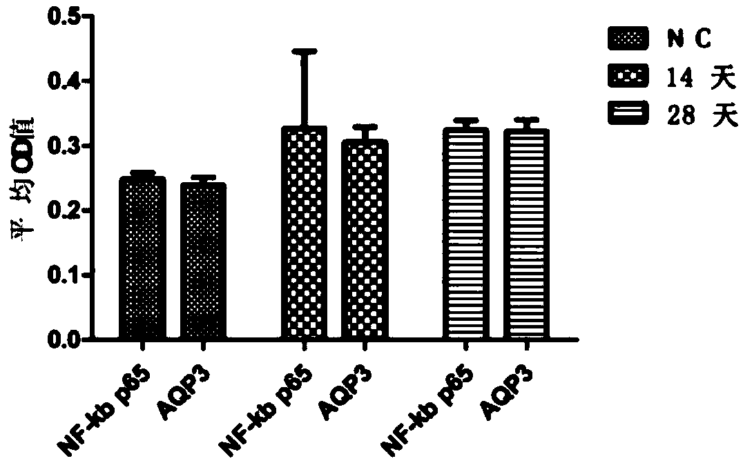 Method for establishing animal model with Lingnan damp-heat syndrome