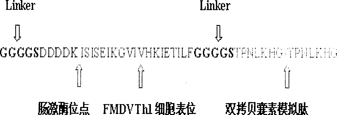 Preparation and use of swine foot-and-mouth disease recombinant immune composite peptide