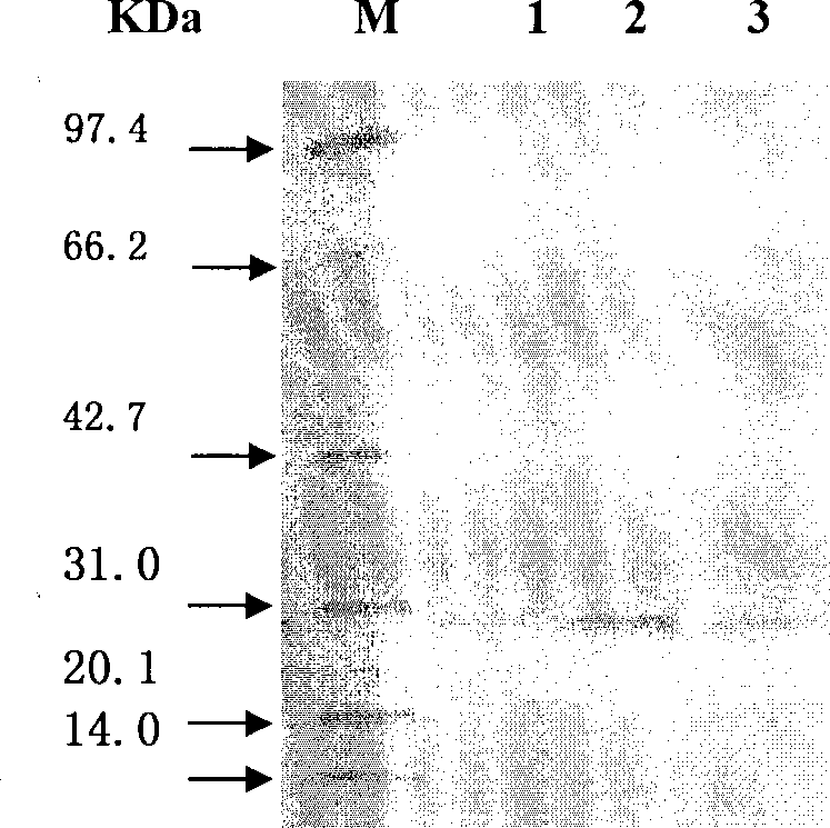 Preparation and use of swine foot-and-mouth disease recombinant immune composite peptide