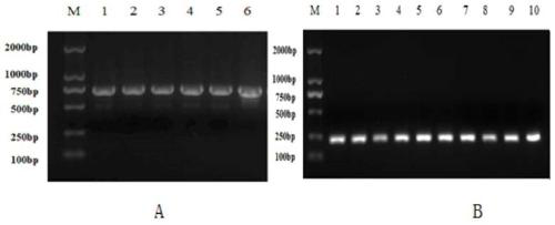 Preparation and use method of RNAi (ribonucleic acid interference) interference fragment of bactrocera dorsalis