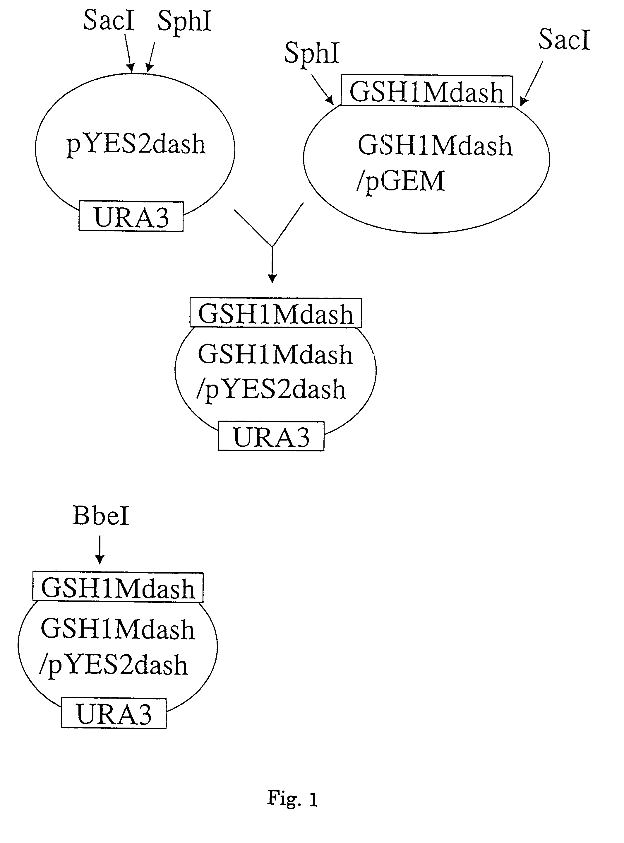 Gene encoding glutathione synthetase from <i>Candida utilis </i>