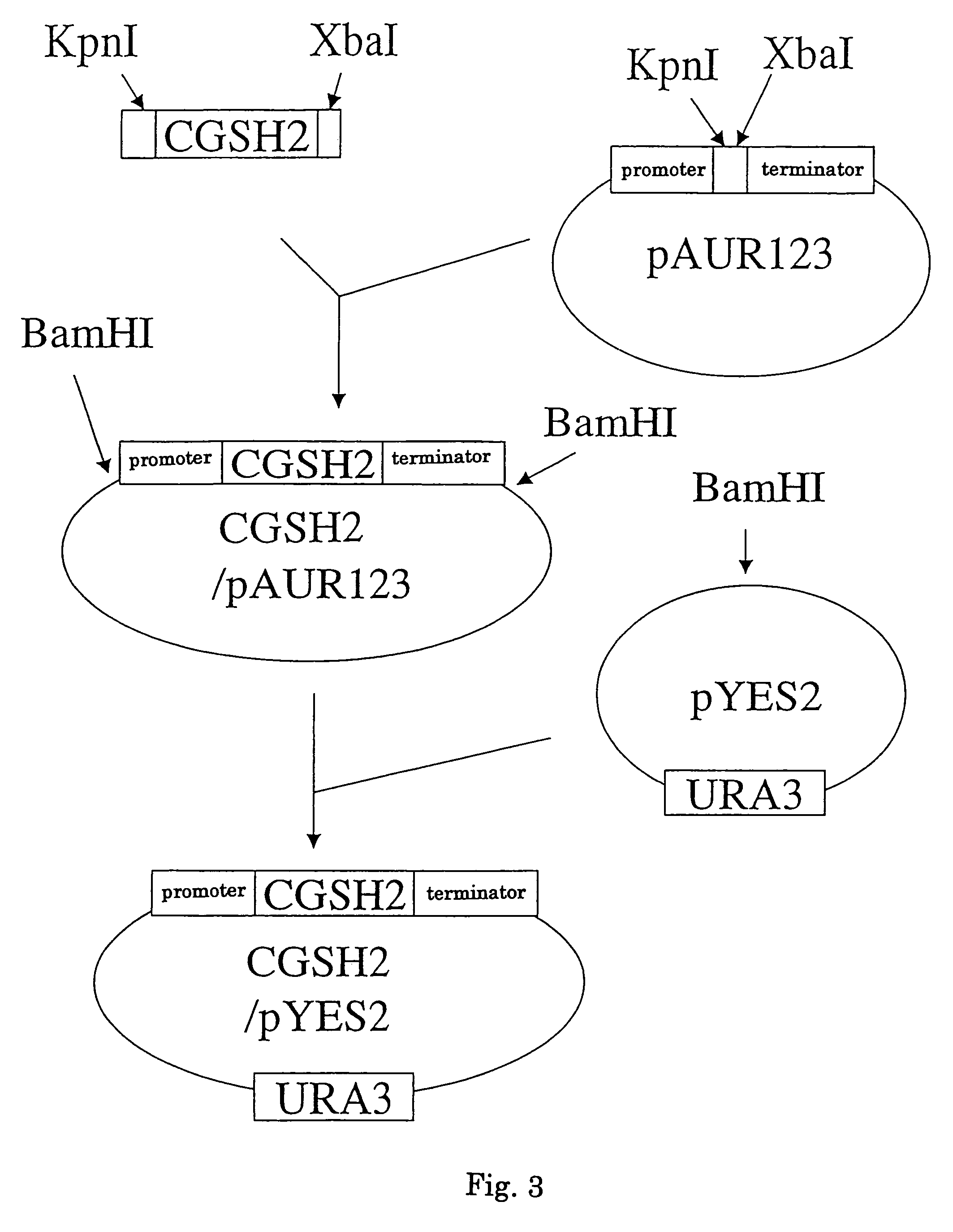 Gene encoding glutathione synthetase from <i>Candida utilis </i>