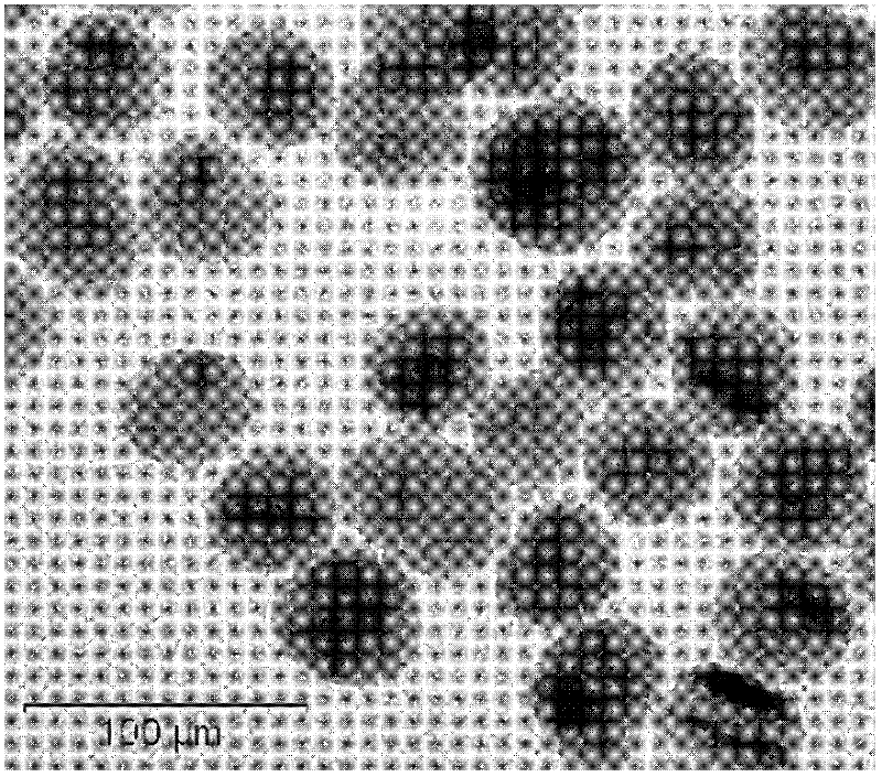 Method for preparing micro magnetic carrier, micro magnetic carrier and active sludge immobilization method