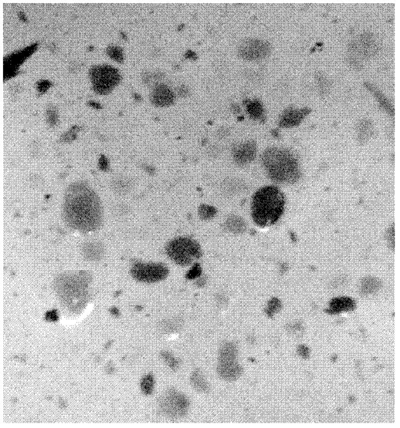 Method for preparing micro magnetic carrier, micro magnetic carrier and active sludge immobilization method