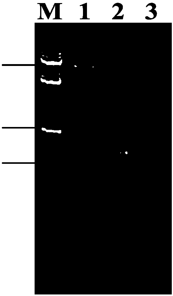 Genetically engineered bacterium for high-yield production of hydroxytetrahydropyrimidine as well as construction method and application of genetically engineered bacterium