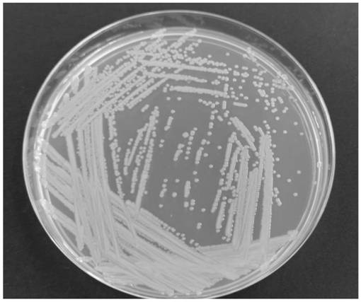 A kind of elizabeth kingia anophelis 279-2 bacterial strain and its application