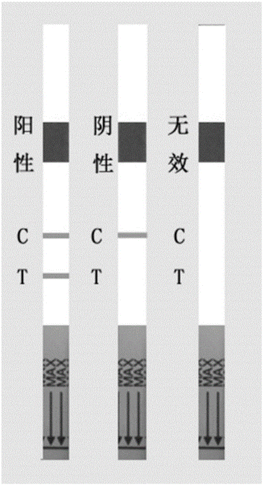 Double-antibody sandwich colloidal gold detection test strip for human lactoferrin