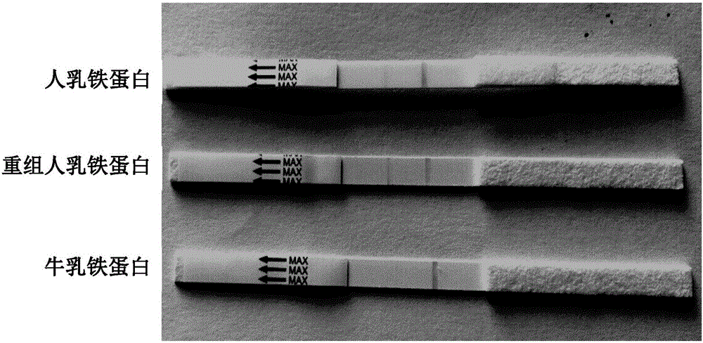 Double-antibody sandwich colloidal gold detection test strip for human lactoferrin