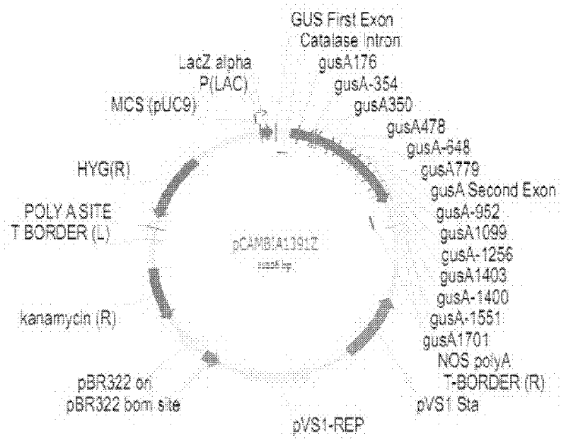 Rice histone deacetylases gene HDT701 promoter and application thereof