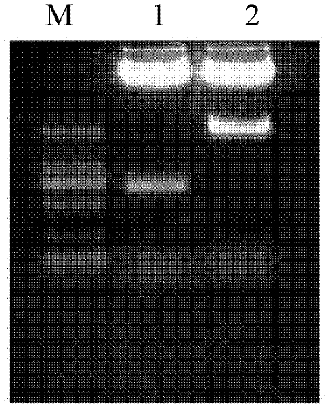 Rice histone deacetylases gene HDT701 promoter and application thereof