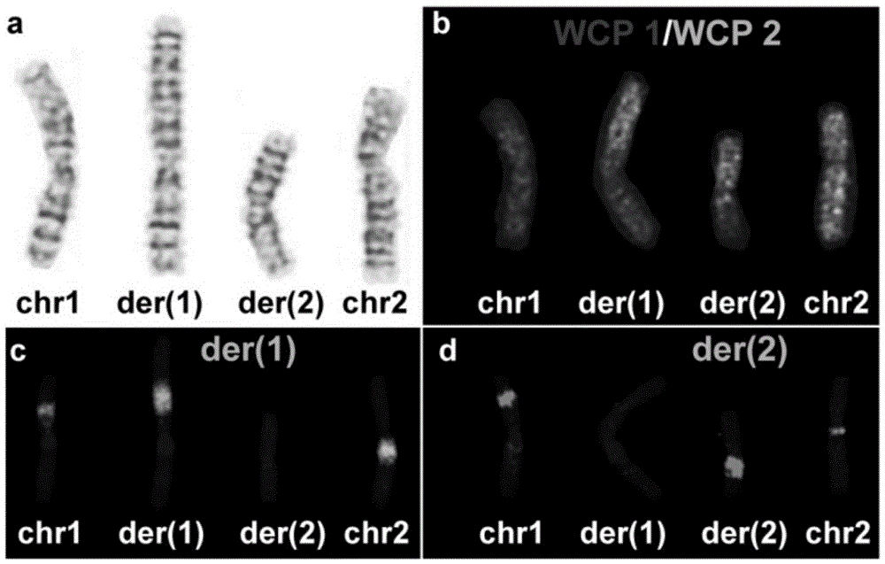 Method for analyzing breakpoints of reciprocal translocation chromosomes