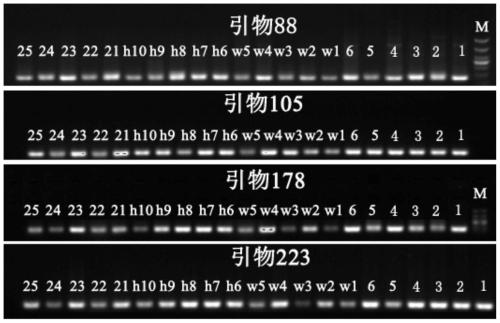 SNP markers for authenticating tortoises, Chinese stripe-necked turtles and hybrids of tortoises and Chinese stripe-necked turtles