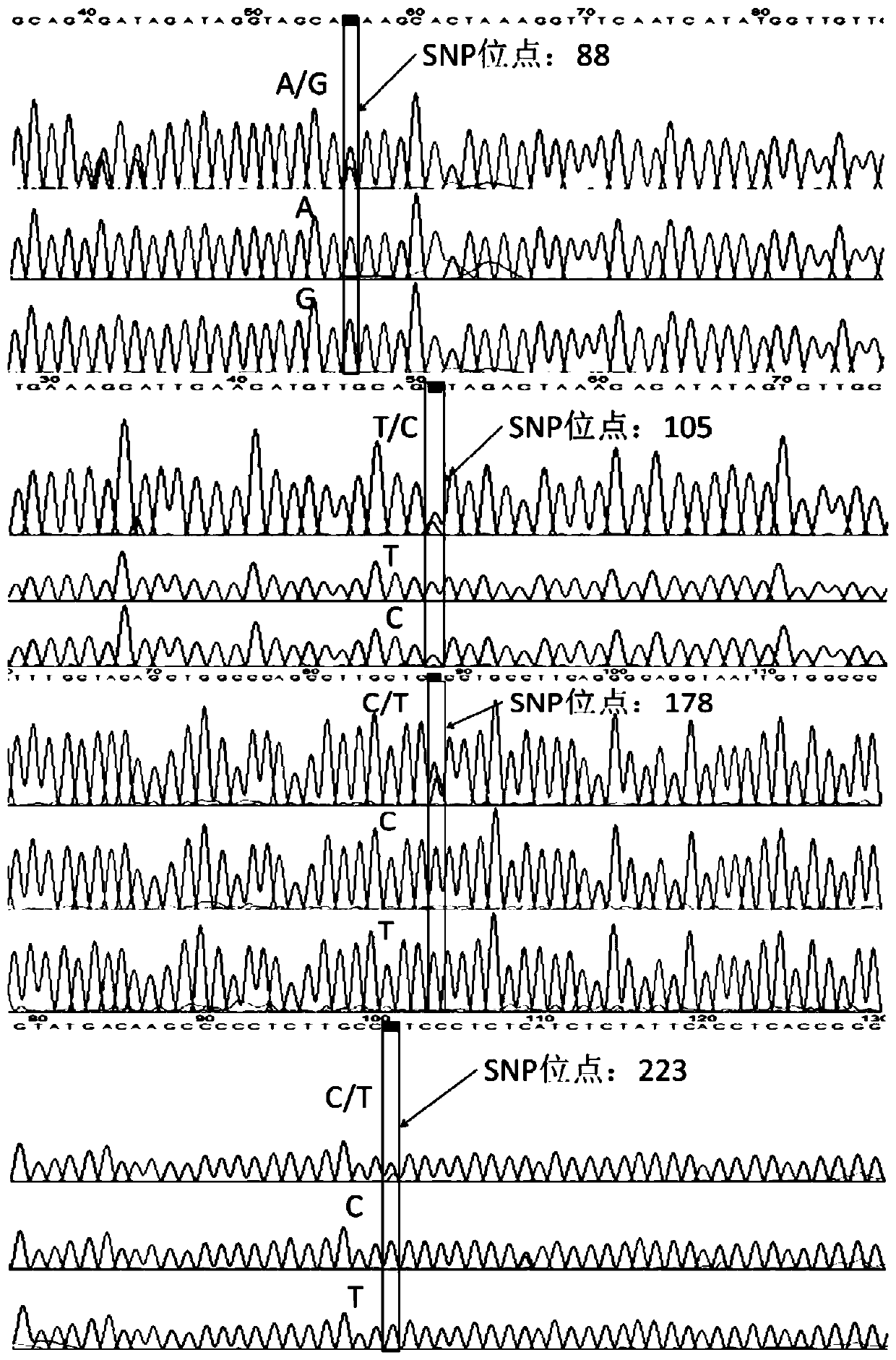 SNP markers for authenticating tortoises, Chinese stripe-necked turtles and hybrids of tortoises and Chinese stripe-necked turtles