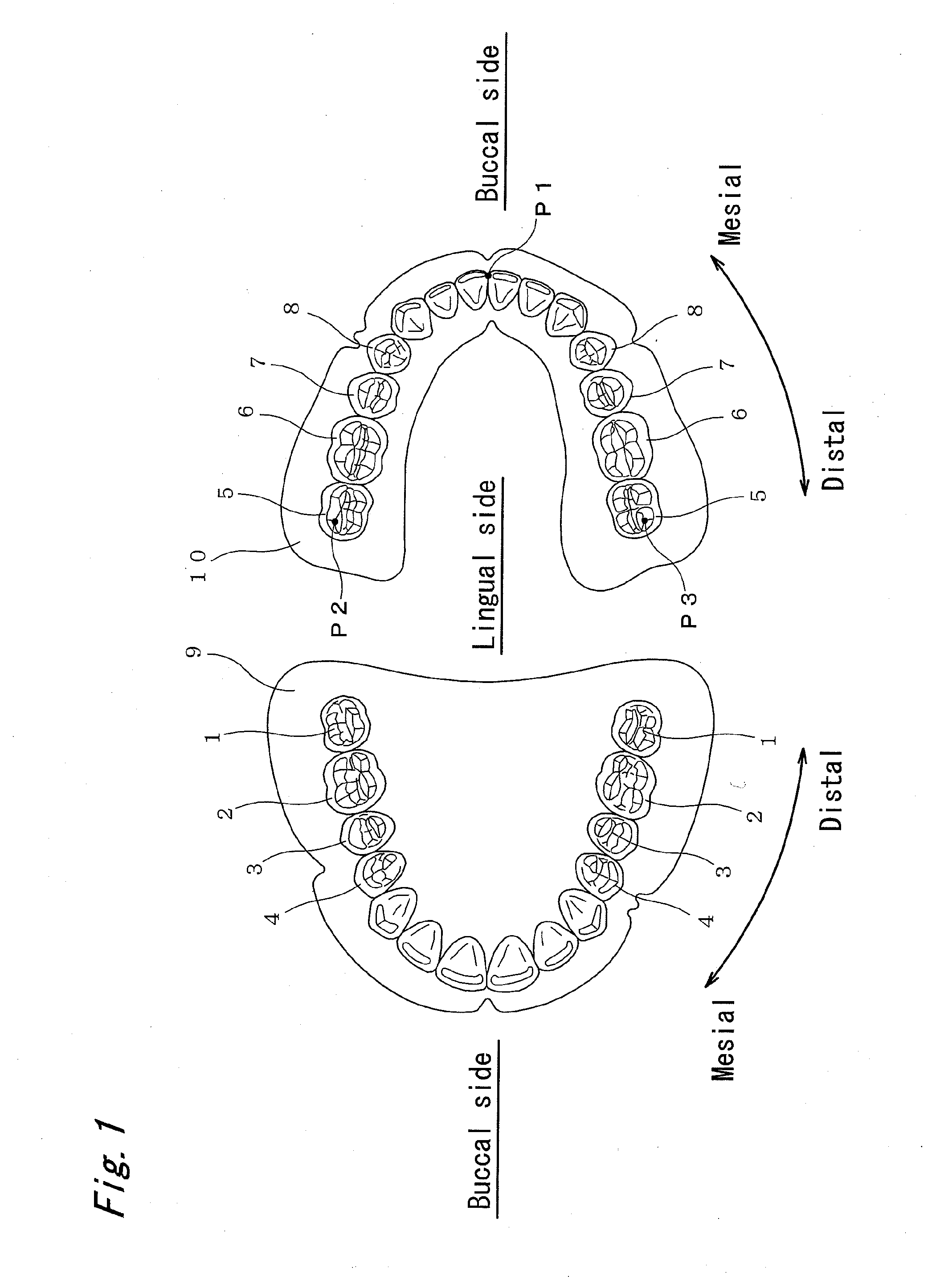 Artificial molar teeth