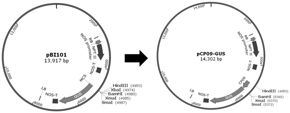 A strong promoter cp09 specifically expressed in plant pollen and its application