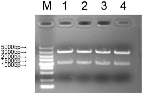 Kit for detecting and identifying Seneca valley virus and foot-and-mouth disease virus type O, A and Asial, and primers and probes thereof