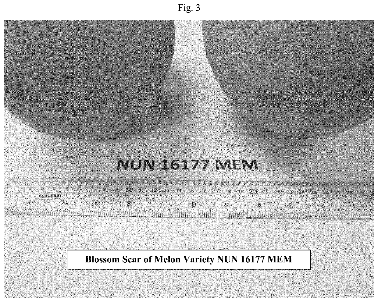 Melon variety nun 16177 mem