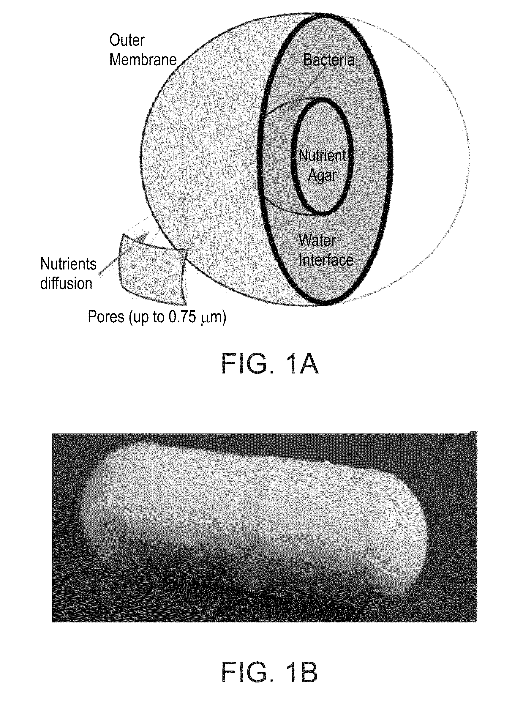 Microorganism comprising particles and uses of same