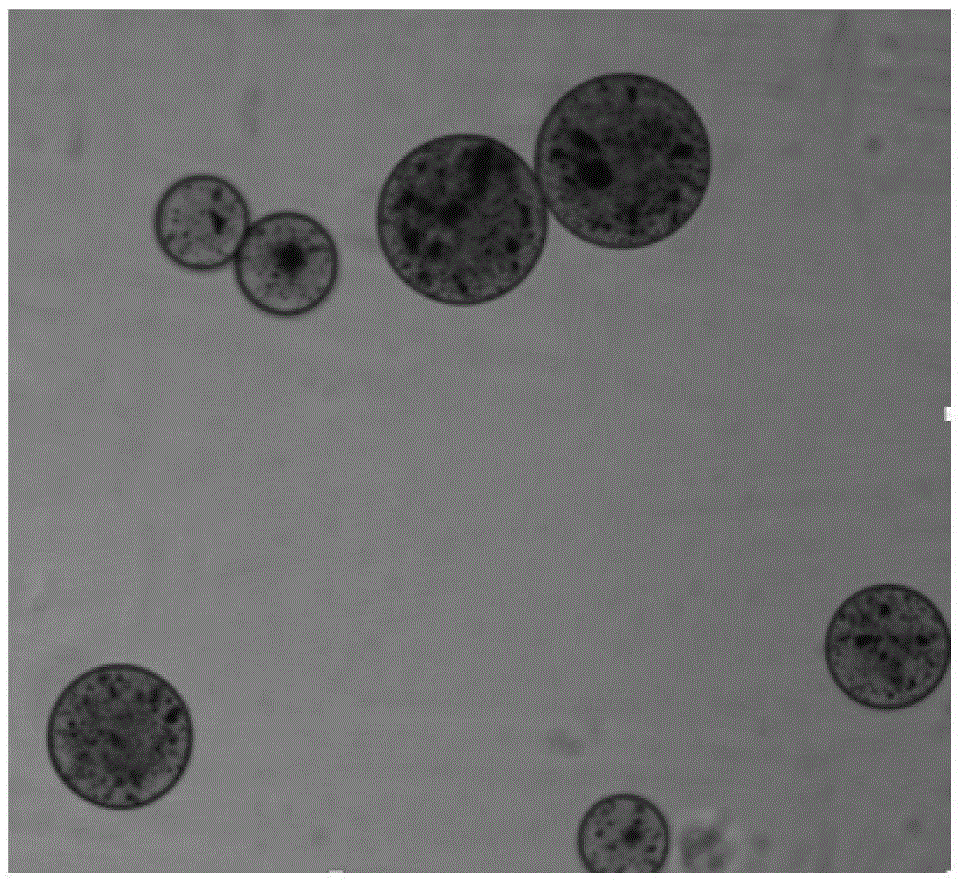 Chitosan and chitosan quaternary ammonium salt composite magnetic microspheres and preparation method thereof