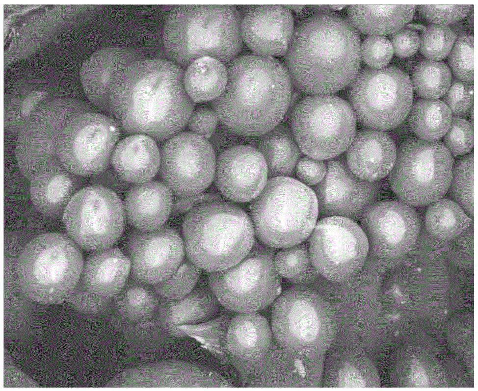 Chitosan and chitosan quaternary ammonium salt composite magnetic microspheres and preparation method thereof